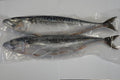 MACKEREL VP 998G/PK 池魚