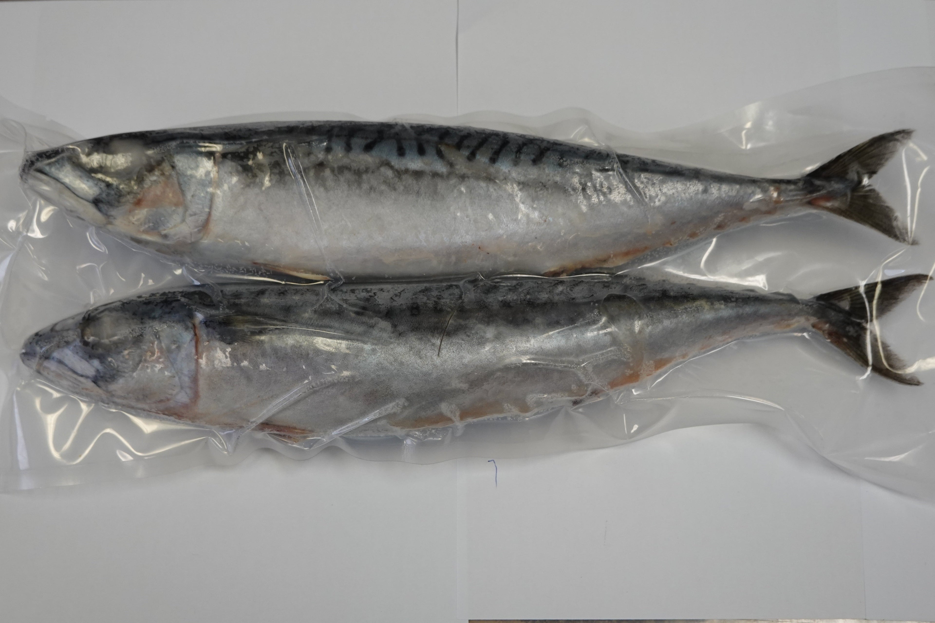 MACKEREL VP 998G/PK 池魚