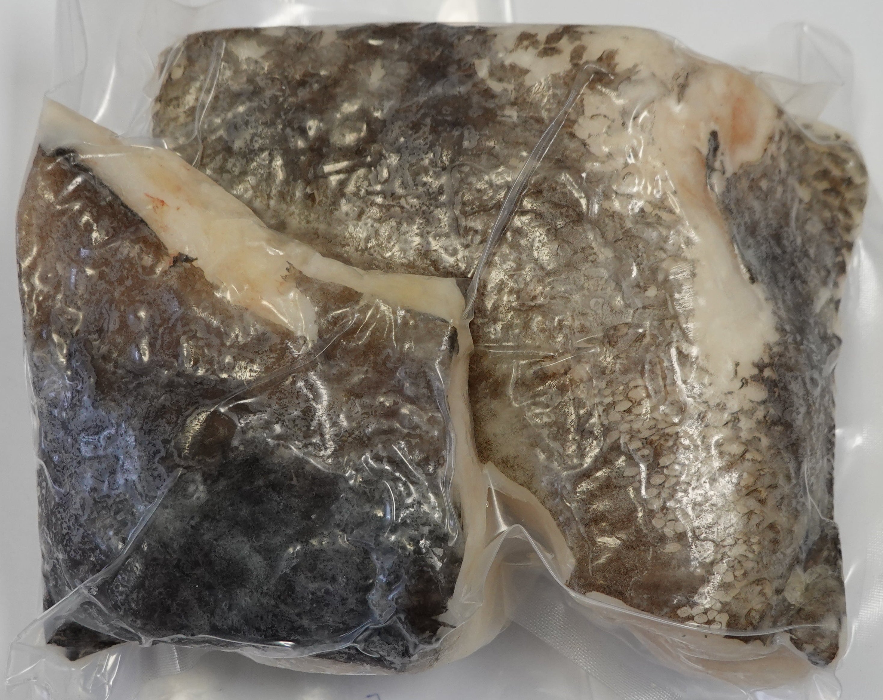 SEABASS COLLAR VP 650-700G / PK  銀雪魚較
