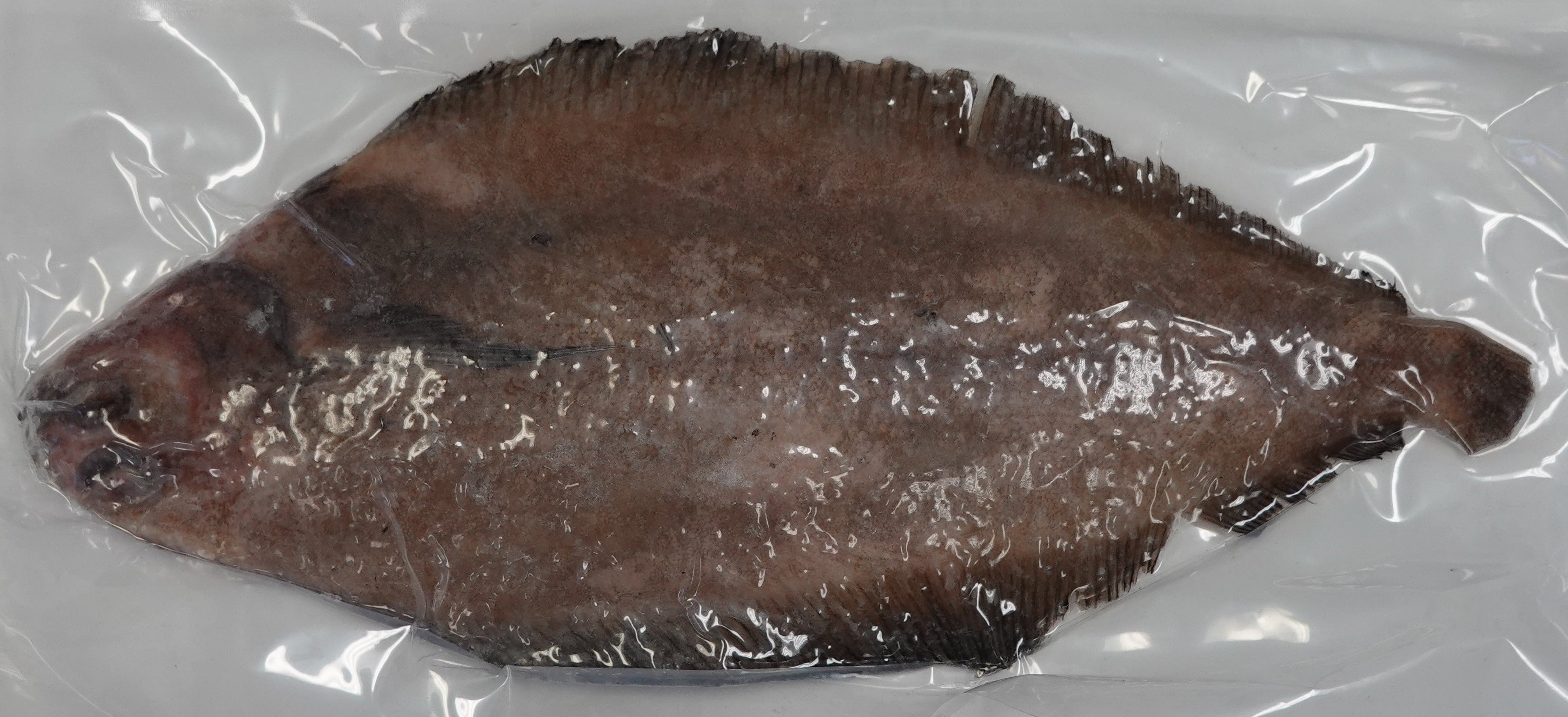 REX SOLE 600-800/ PK VP 有頭深海比目魚