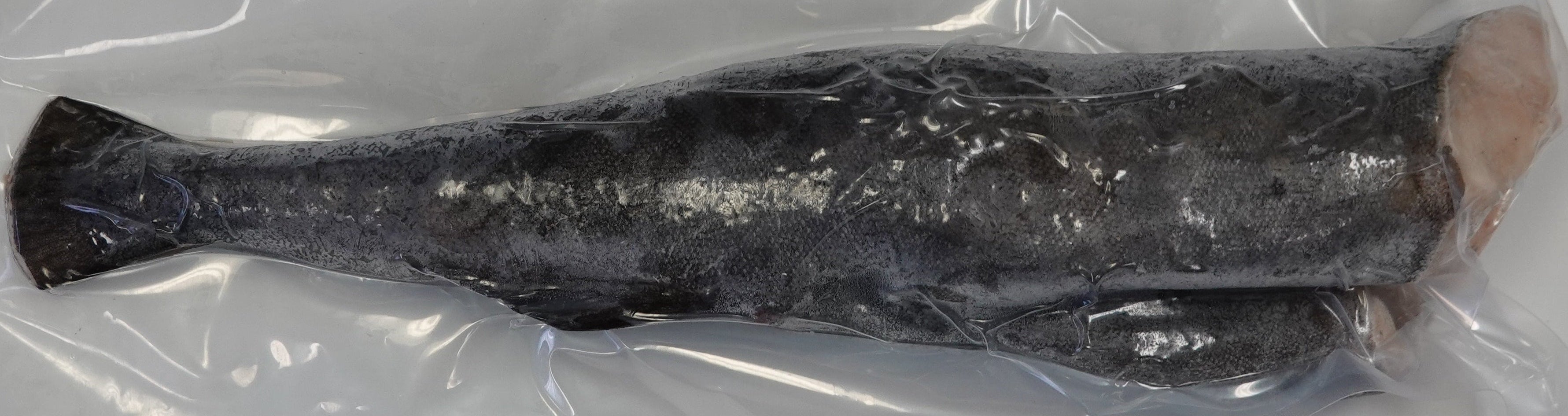 BLACK COD 600-800 VP 黑雪魚