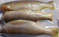 Bangamary Fish VP 580-620g 三牙域