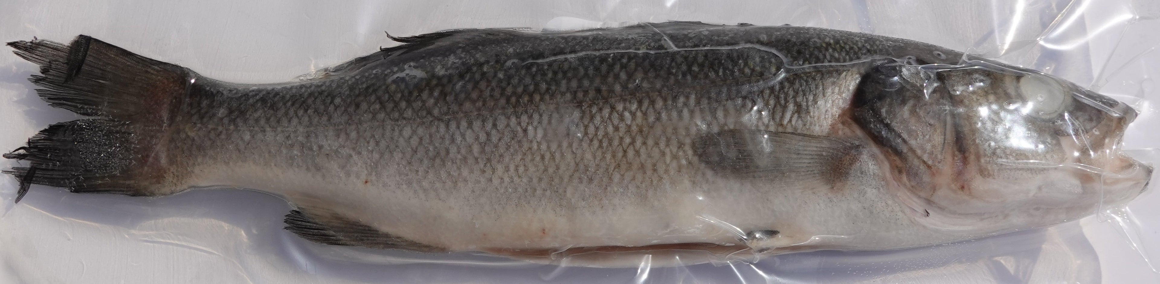 European Sea Bass Fish VP 450-500G/PK  葡萄牙海爐魚