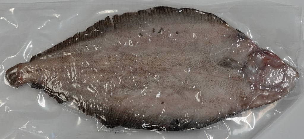 REX SOLE 600-800/ PK VP 有頭深海比目魚