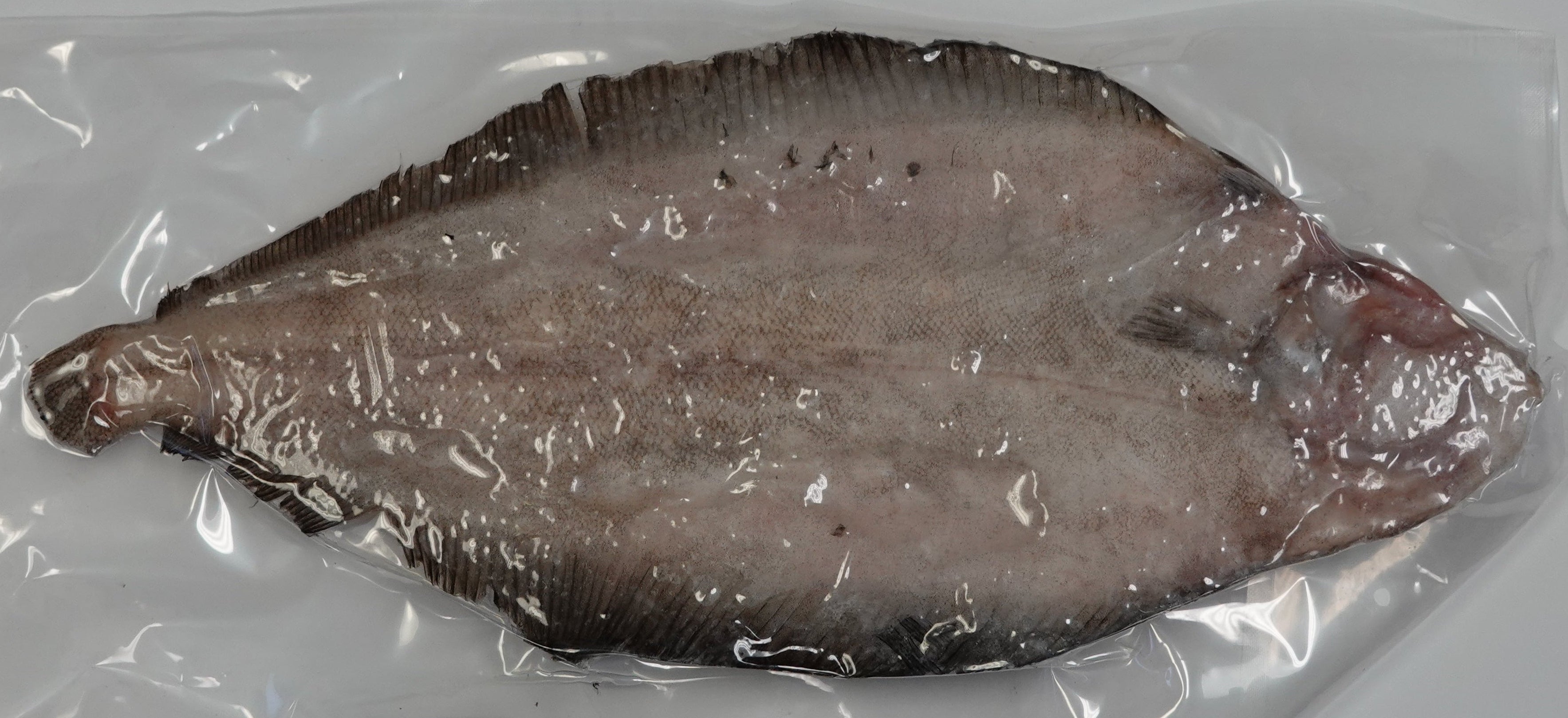 REX SOLE 600-800/ PK VP 有頭深海比目魚